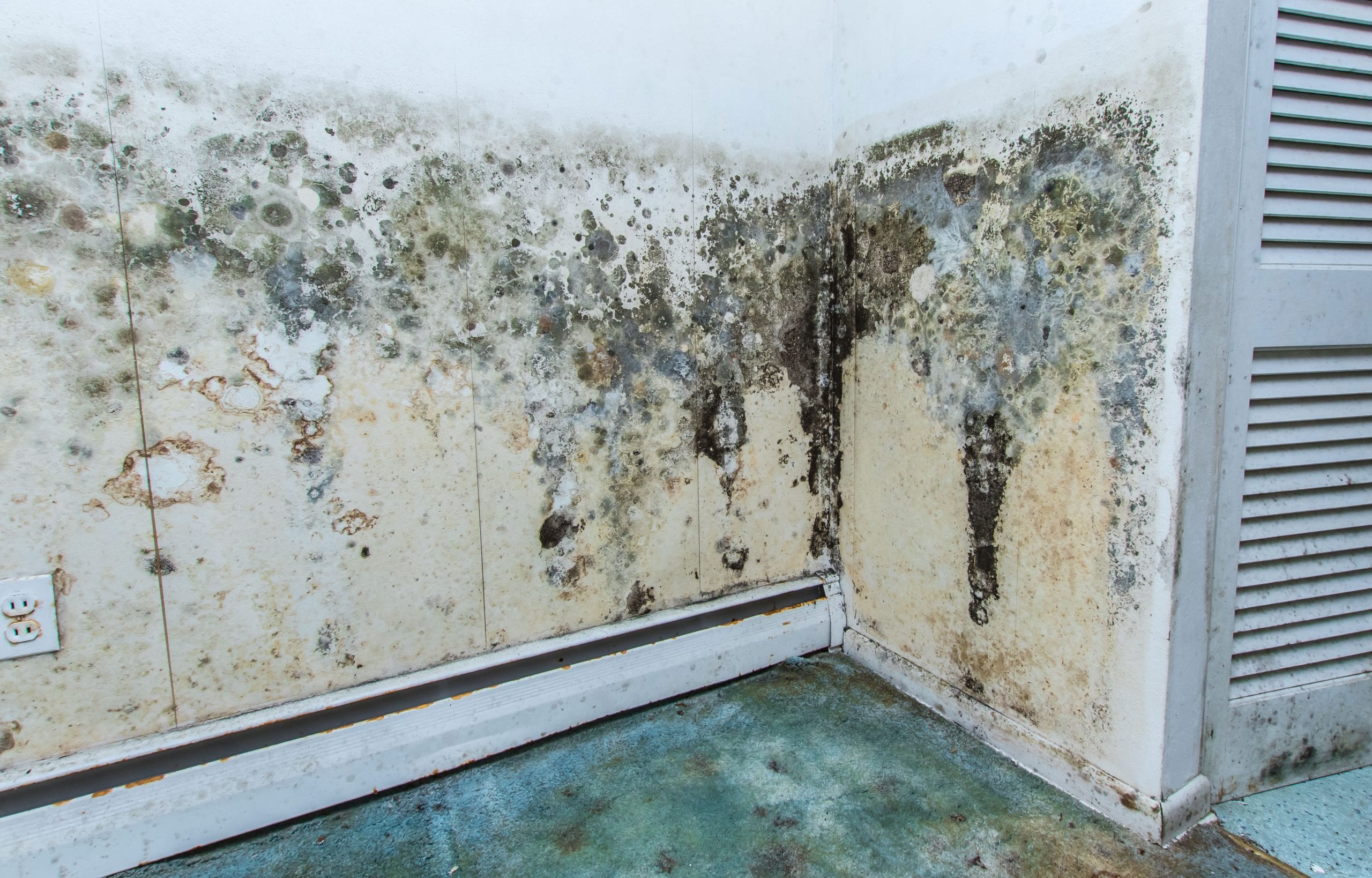 residential mold removal experts in Jackson